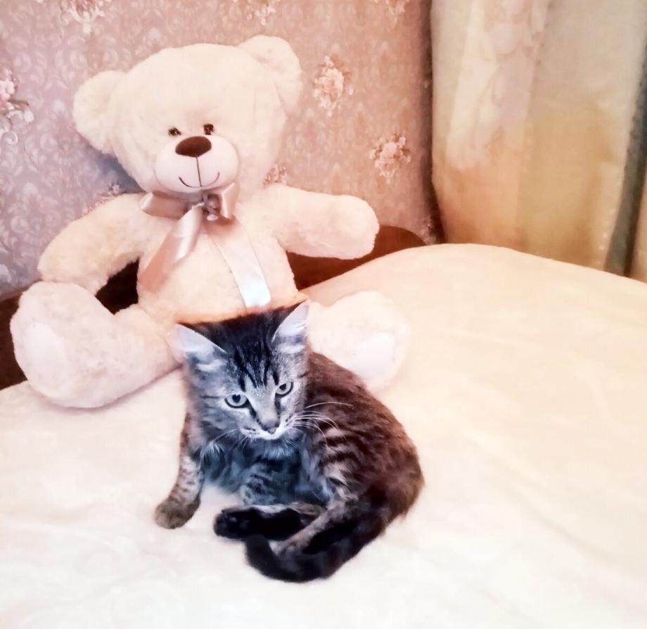 Котята на которых нет аллергии