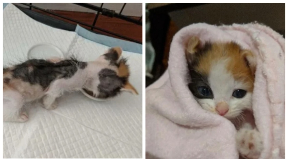 Котята у дороги