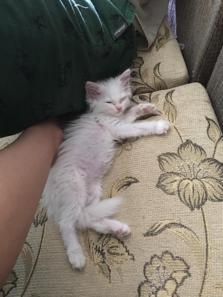 Коты с больными глазами