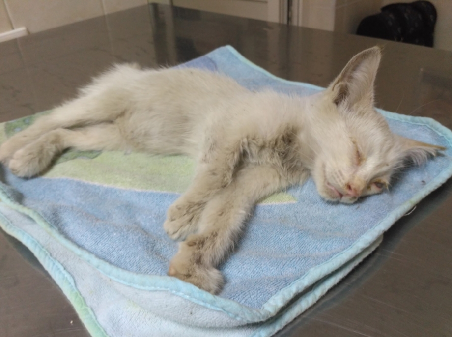 Котята которых выбросили на улицу