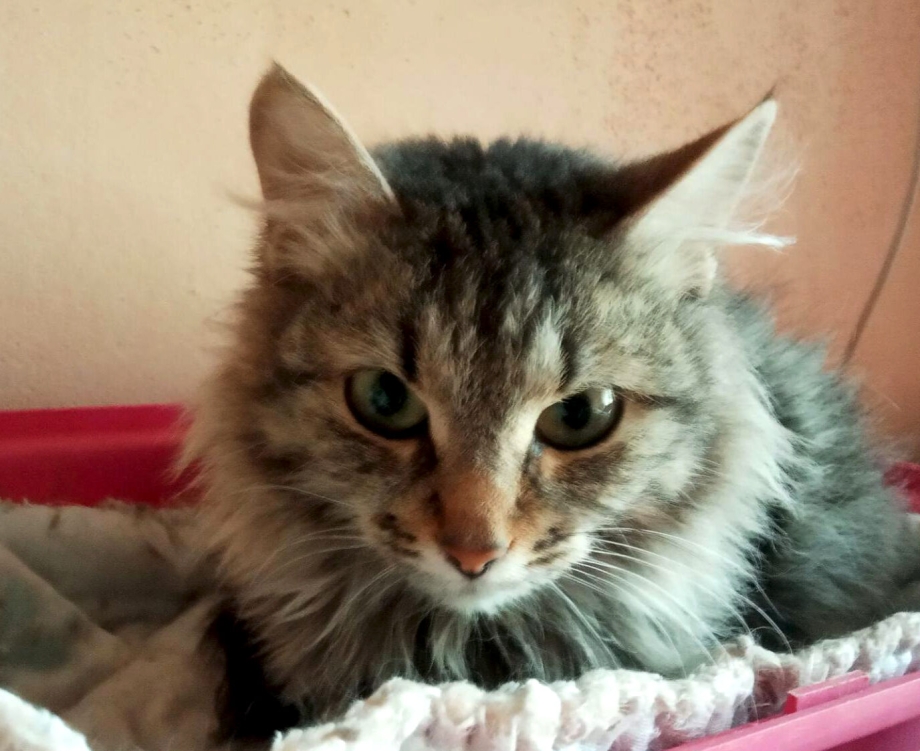 Ребенок прячет котенка