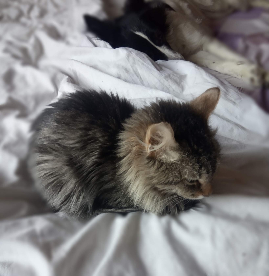 Брошенные котята в коробке
