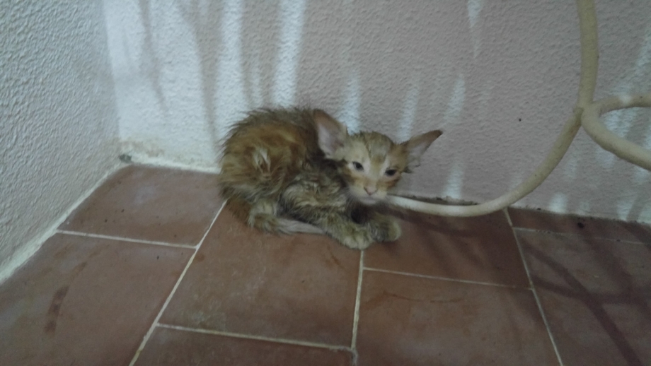 Котенок вывернул лапку