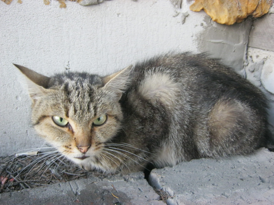 Котенок болеет
