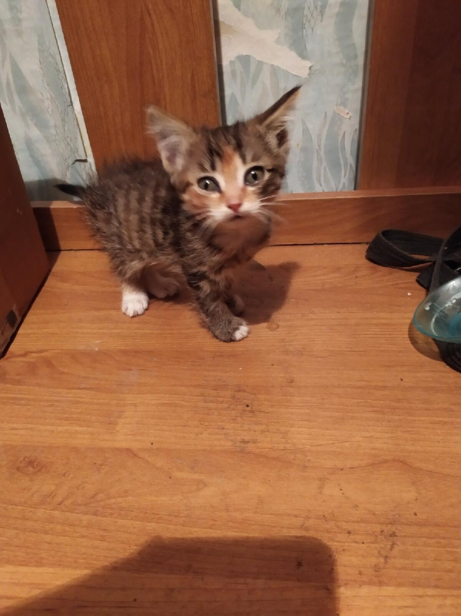 Где моя кошка Леля