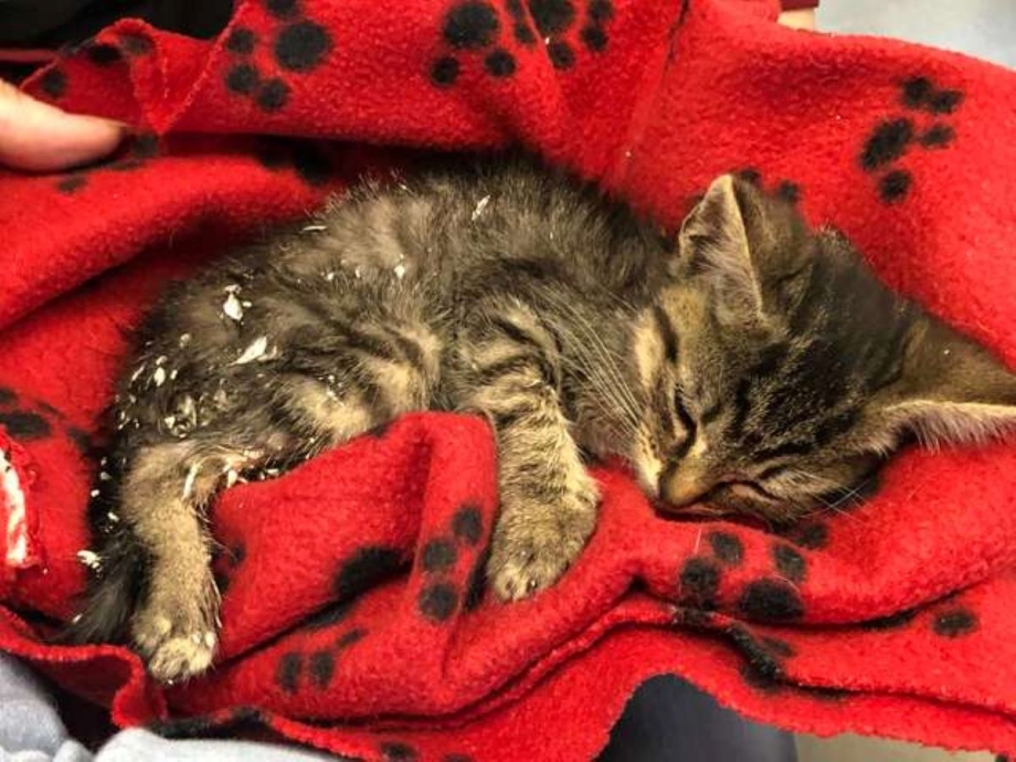 Двухмесячные котята осиротели что делать
