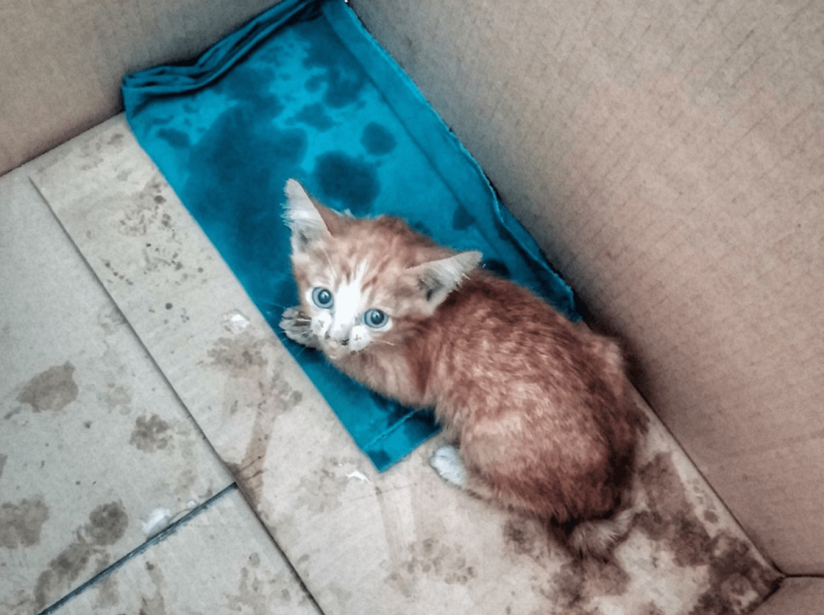 Котики Геншин животные