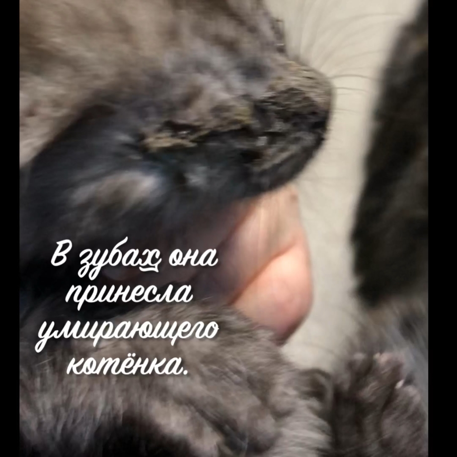 Крошки котятки