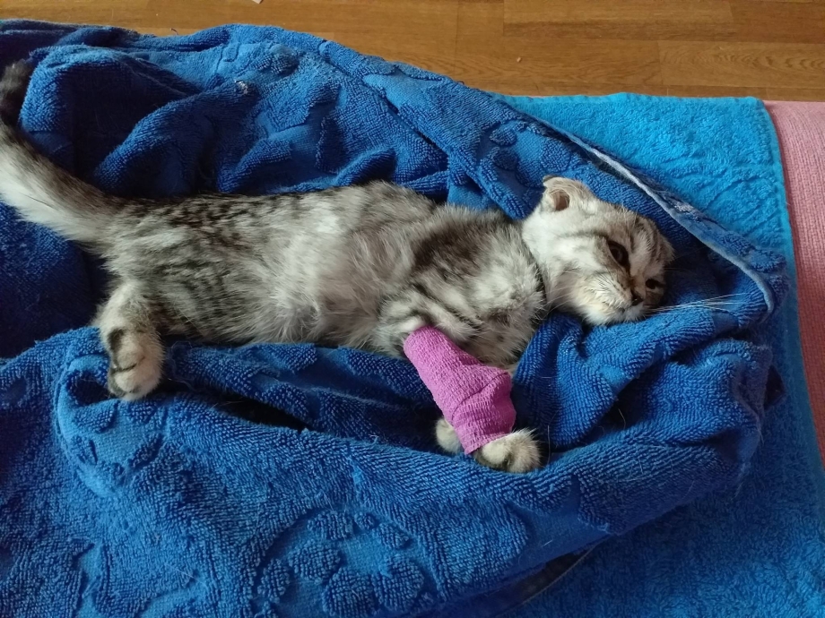 Полуторамесячный котенок