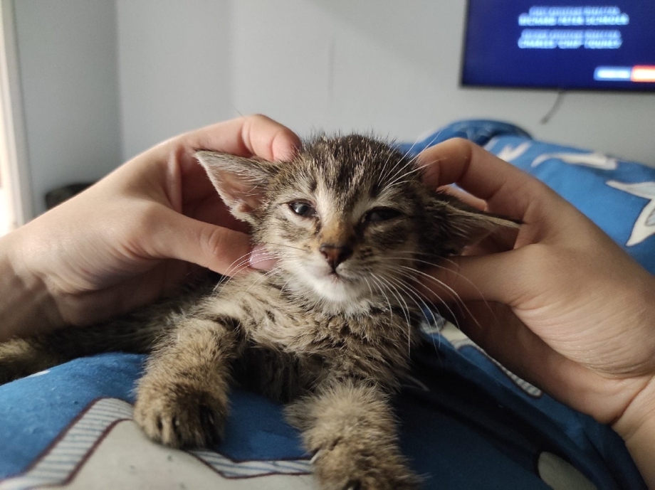 Несчастный котенок