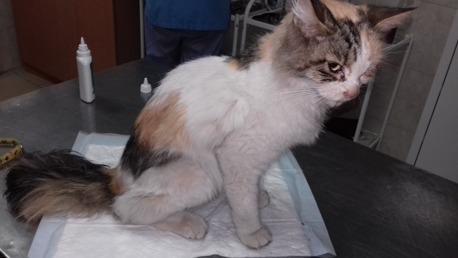 Котики занимаются