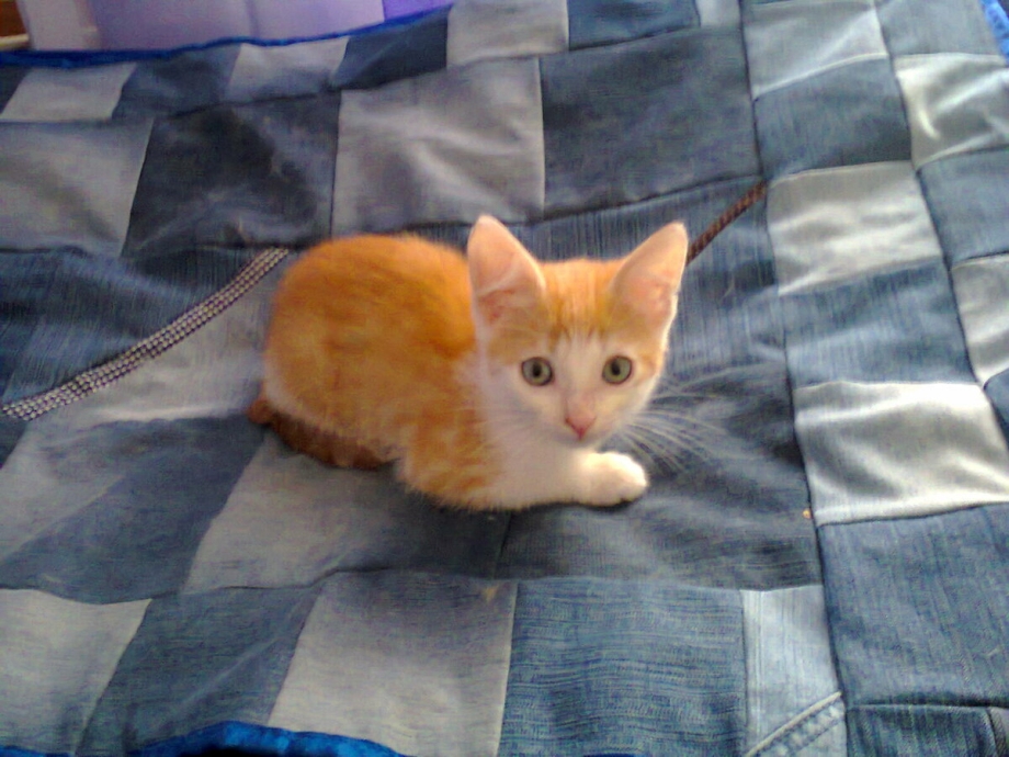 Котята до и после спасения