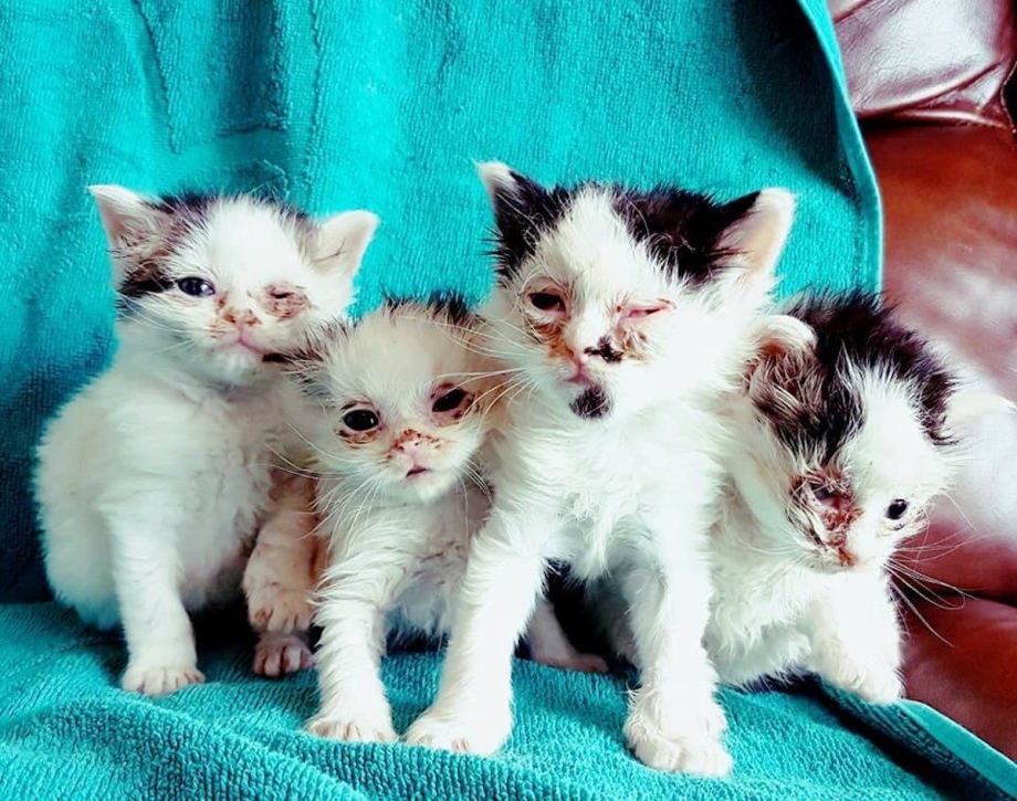 Дана и Диана приключения спасли котенка