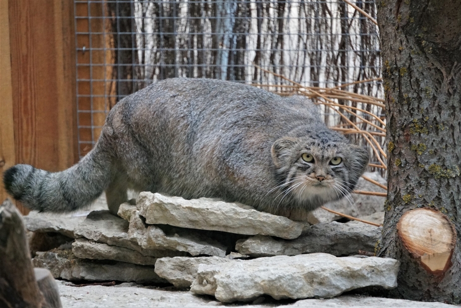 Сервал кустарниковая кошка