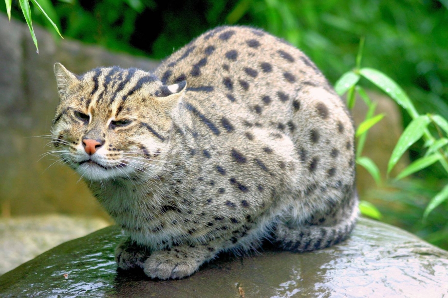 Какие листья у дикого кота