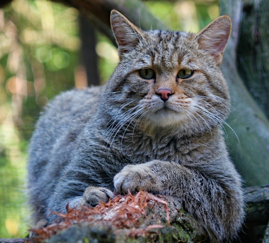 Чилийский дикий кот