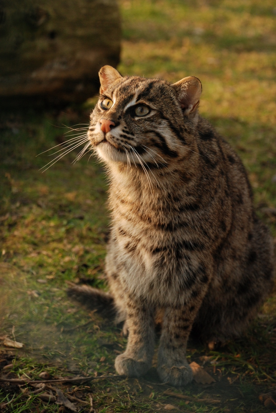 Латинский котик