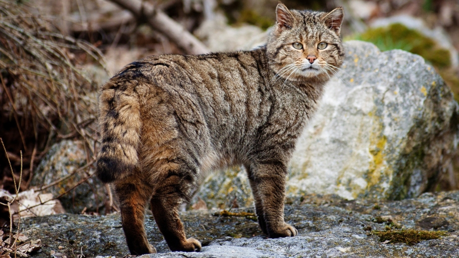 Камышовый кот Приморский