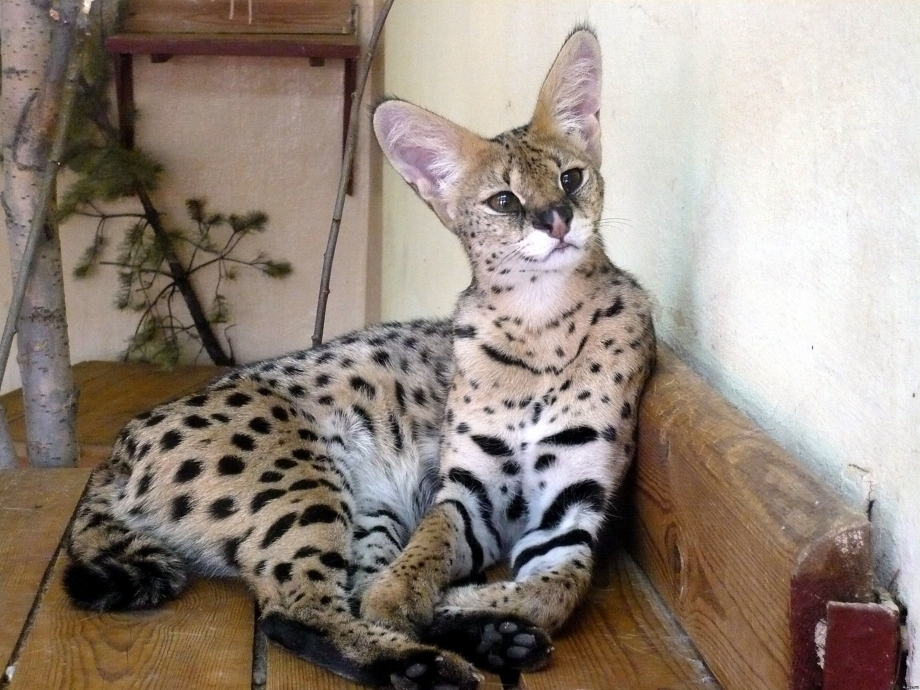 Манул кошка