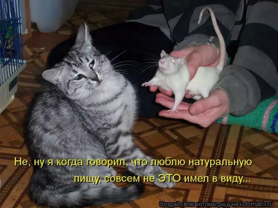 Смешные кошки с надписями