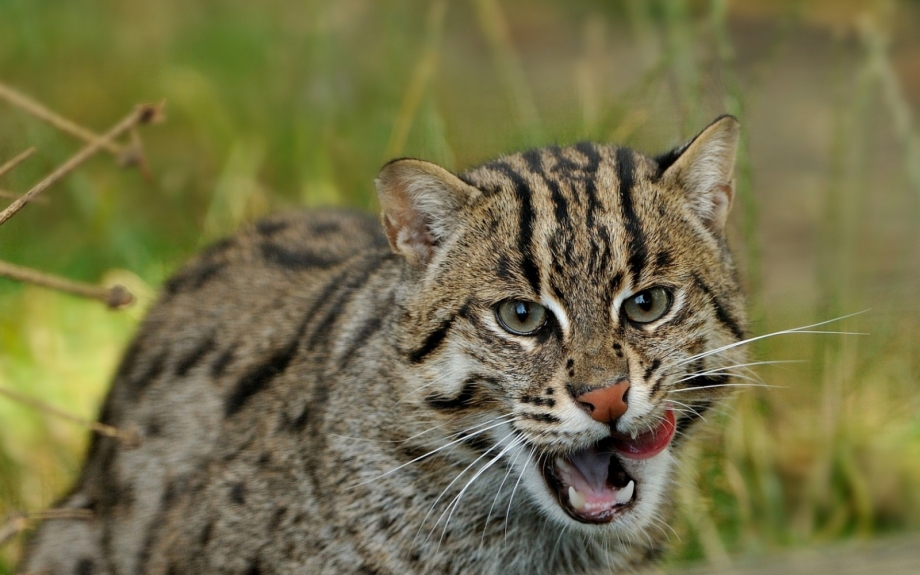 Кот Манул