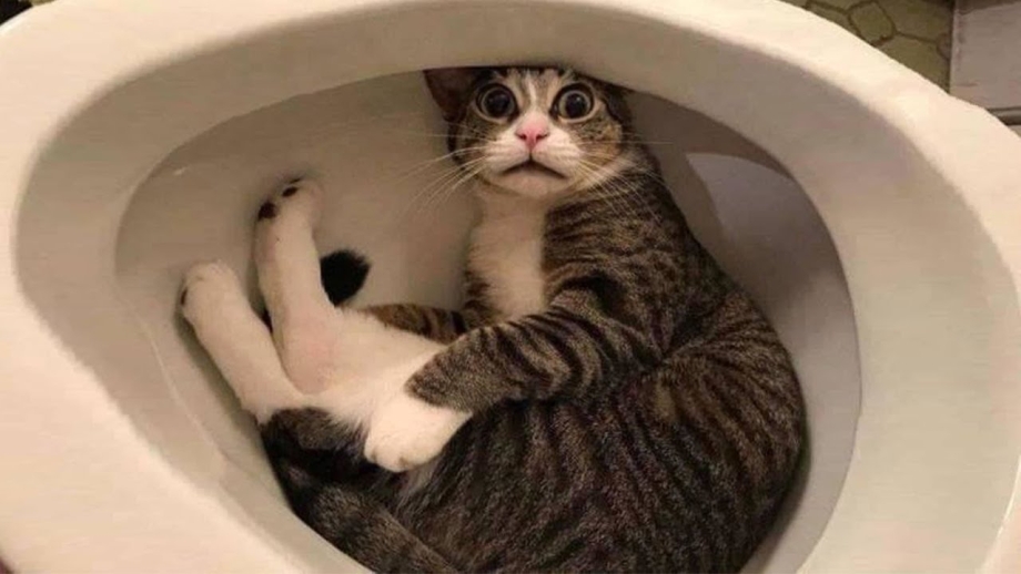 Приколы про котов до слёз