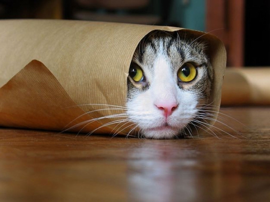 Ржачные коты