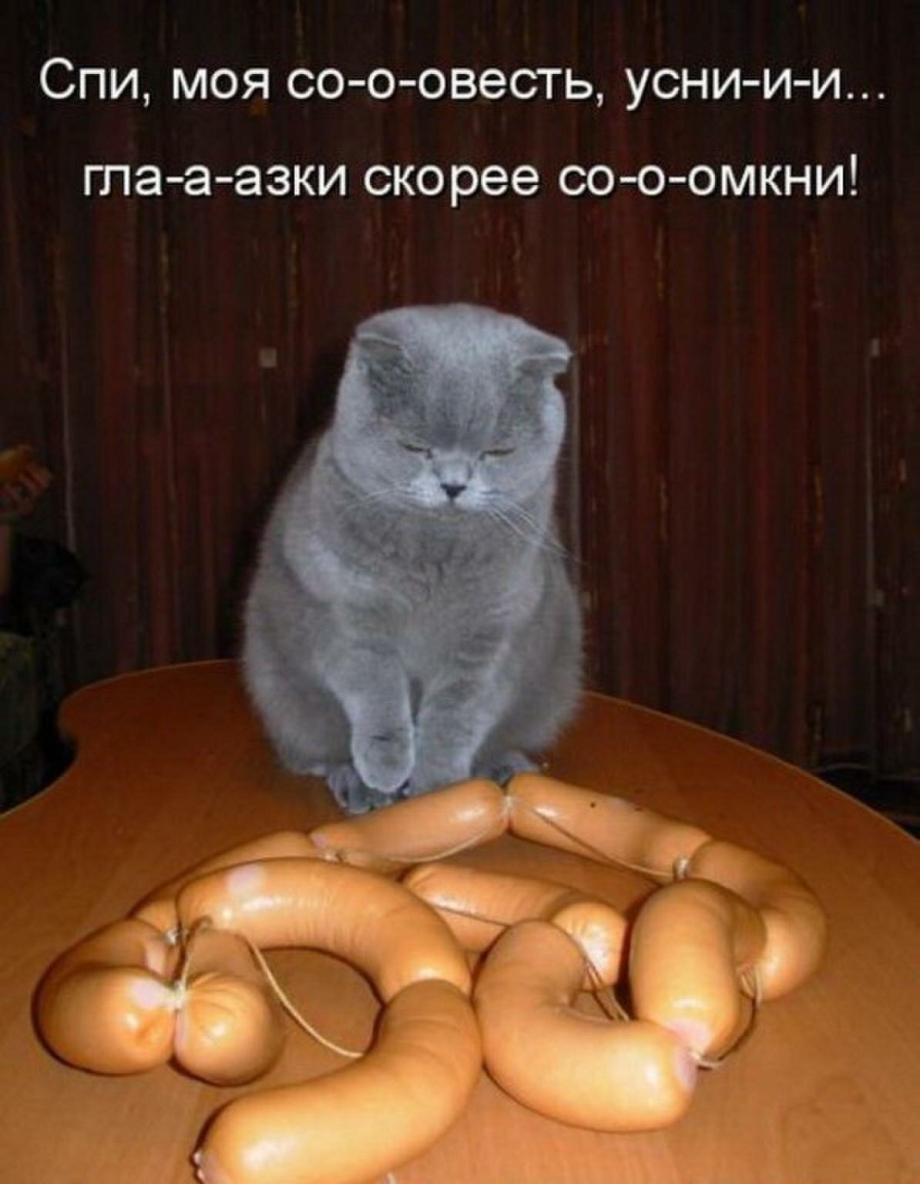Смешные коты с надписями