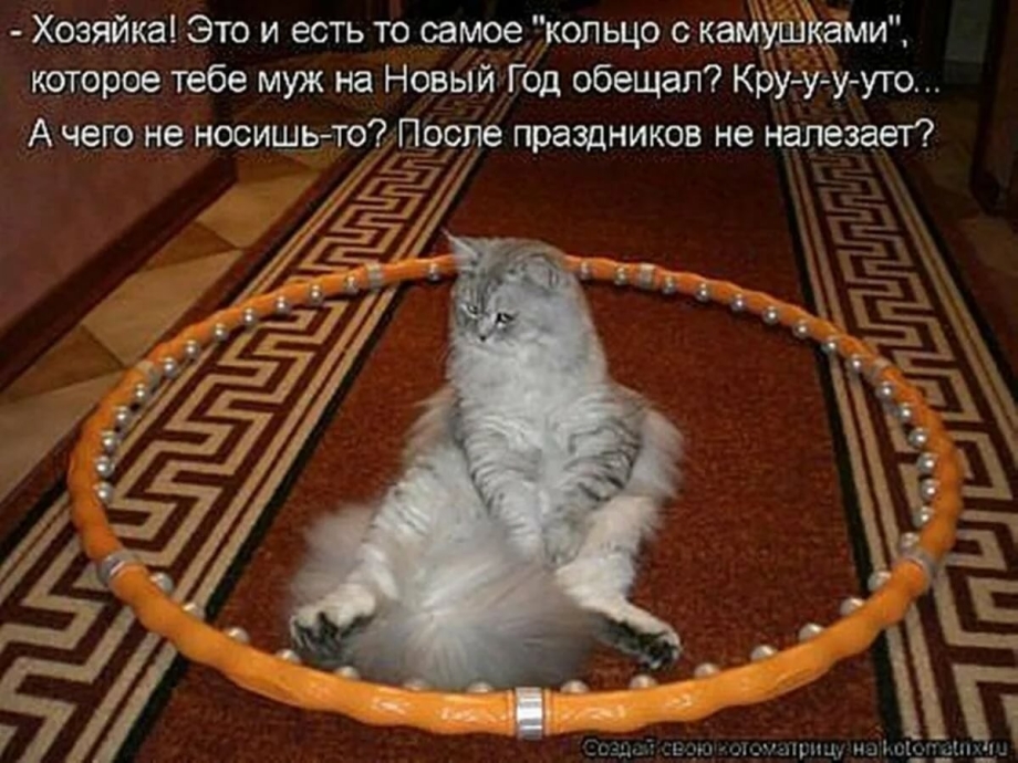 Смешные коты с надписями