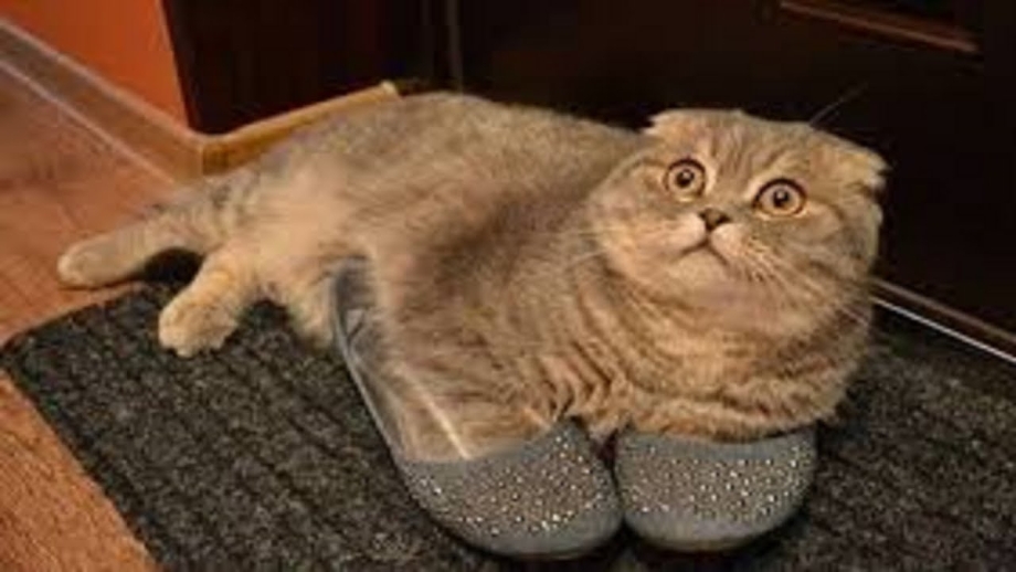 Тапки коты