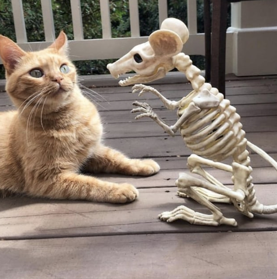 Забавные коты