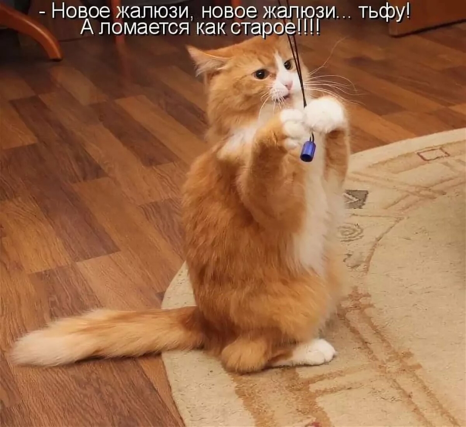 Коты приколы с надписями