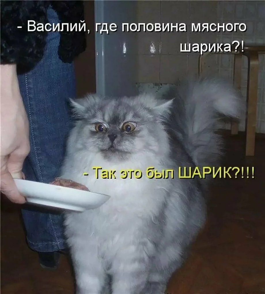 Коты приколы с надписями