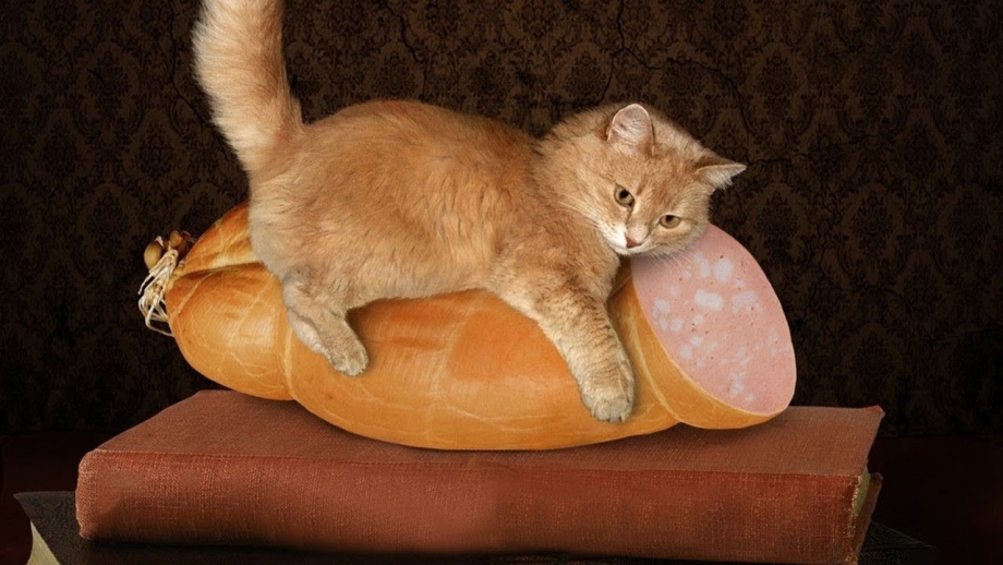 Кот с колбасой