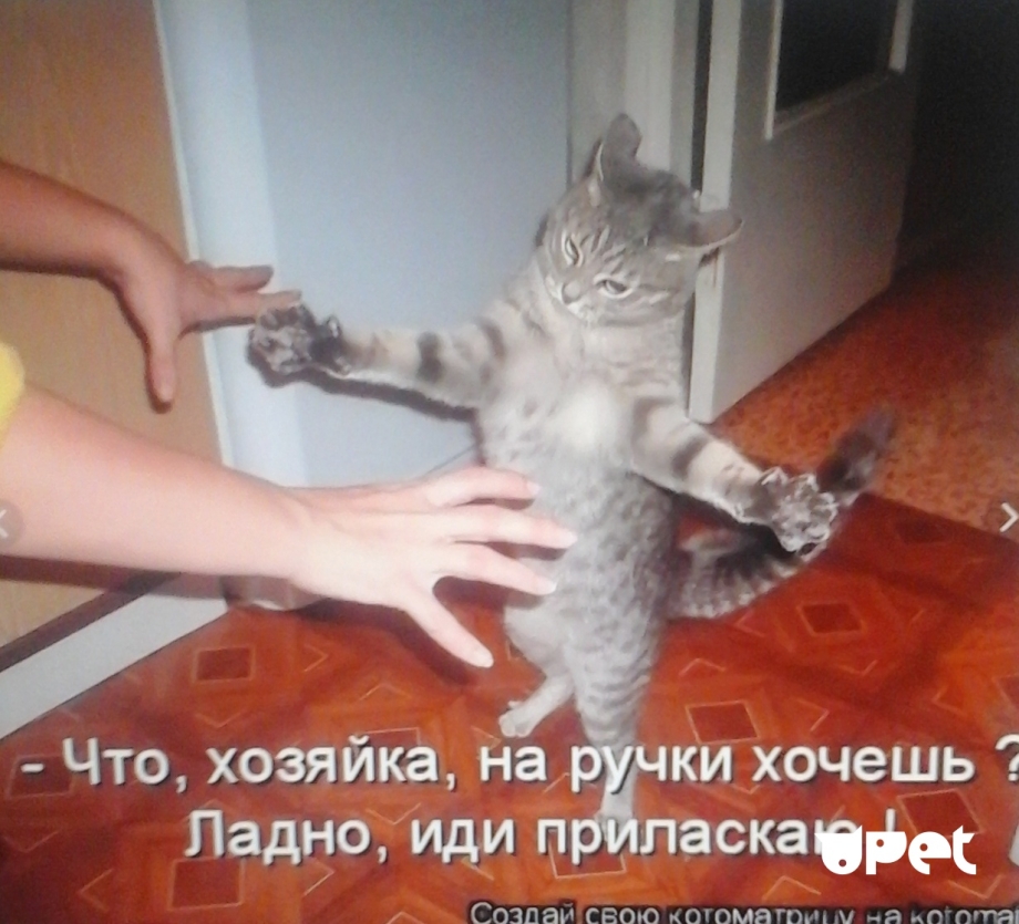 Анекдоты про котят
