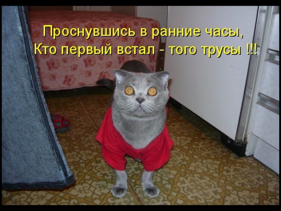 Коты приколы с надписями