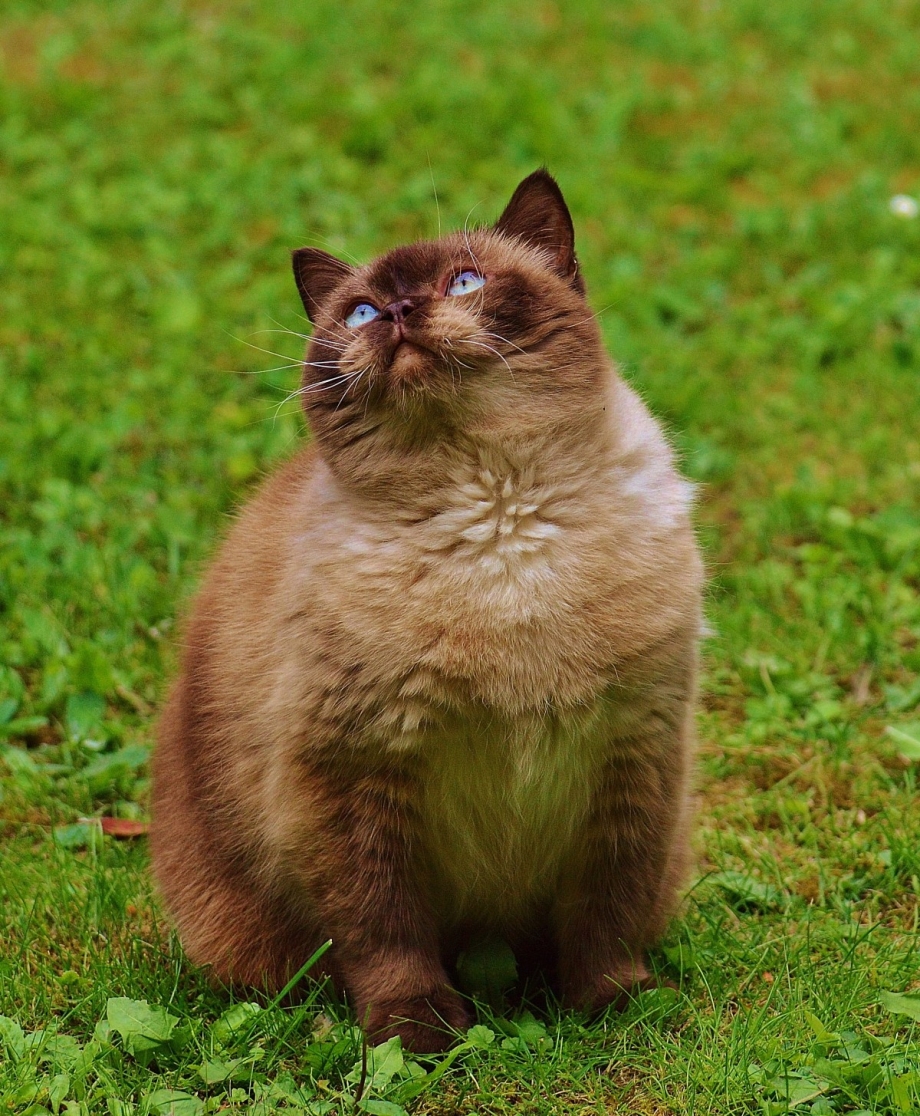 Бурманская кошка