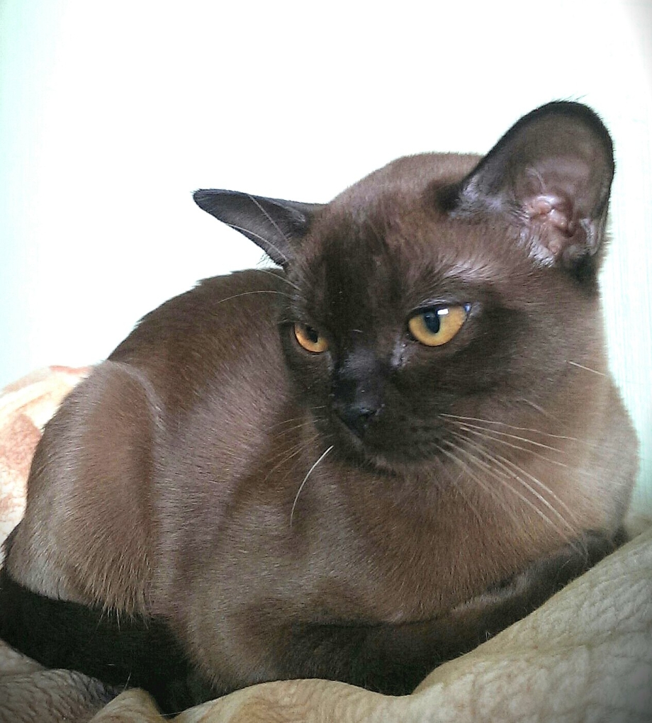 Бурманская короткошерстная кошка