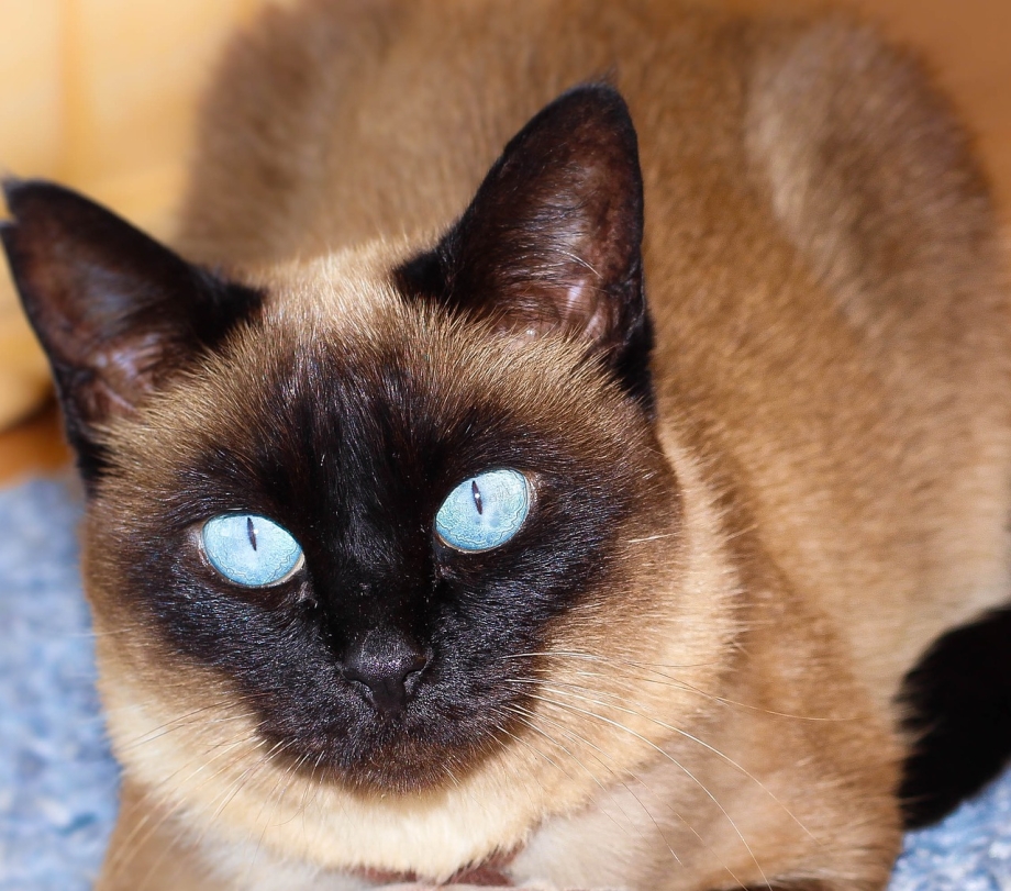 Сиамская кошка Бурманская кошка
