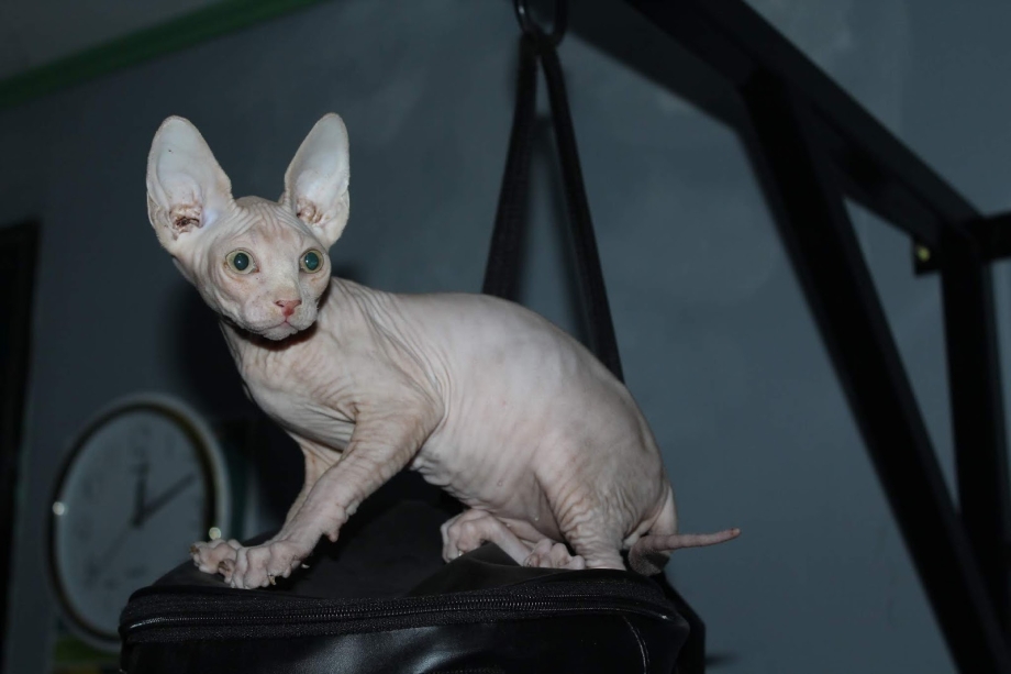 Сфинкс скотишфолд