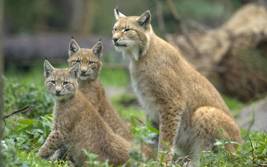 Рысь (Lynx Lynx) в дикой природе