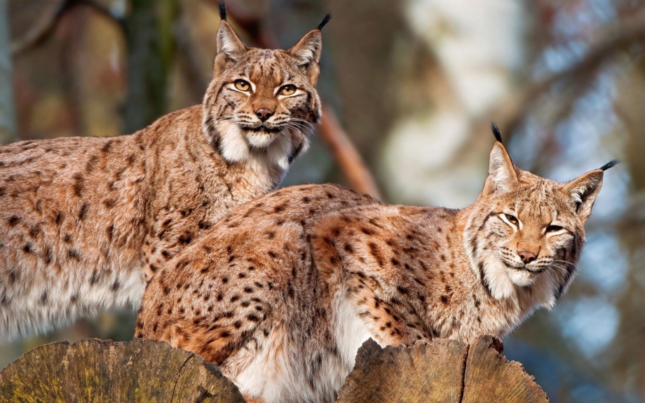 Рысь — Lynx Lynx
