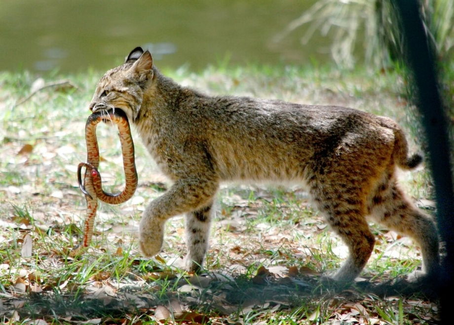 Bobcat кот