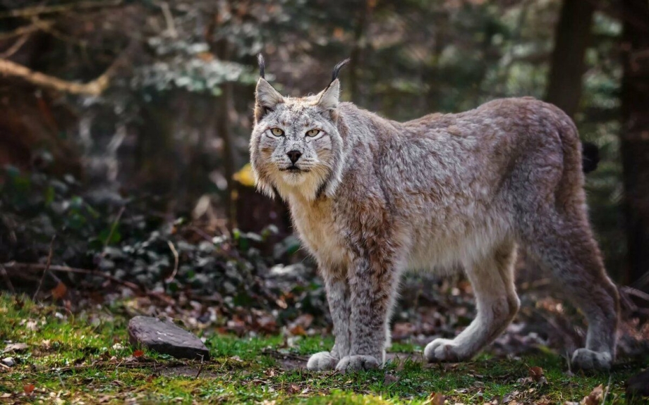 Рысь (Lynx Lynx) в дикой природе