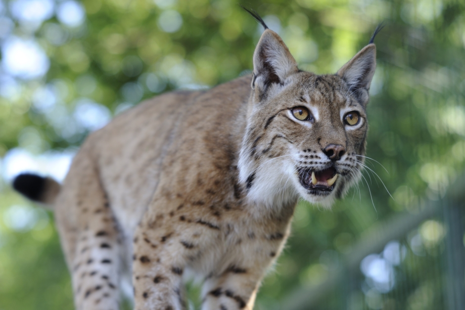 Рысь — Lynx Lynx
