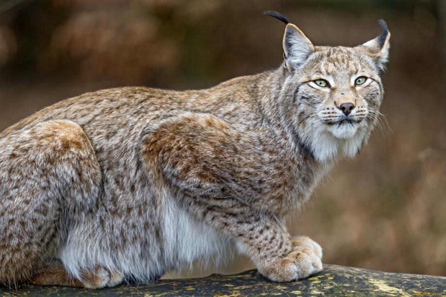 Рысь — Lynx Lynx