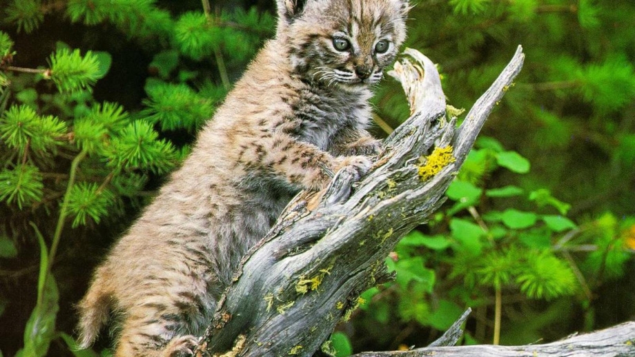 Дикие кошки в природе