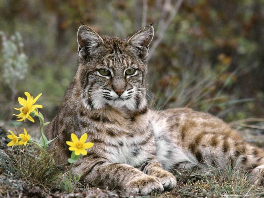 Iberian Lynx