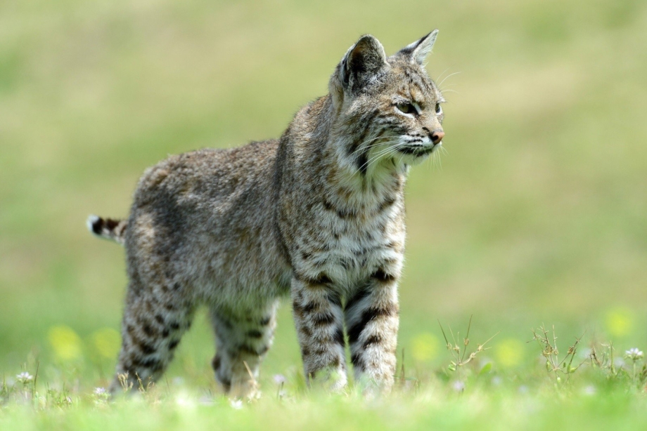 Bobcat Рысь