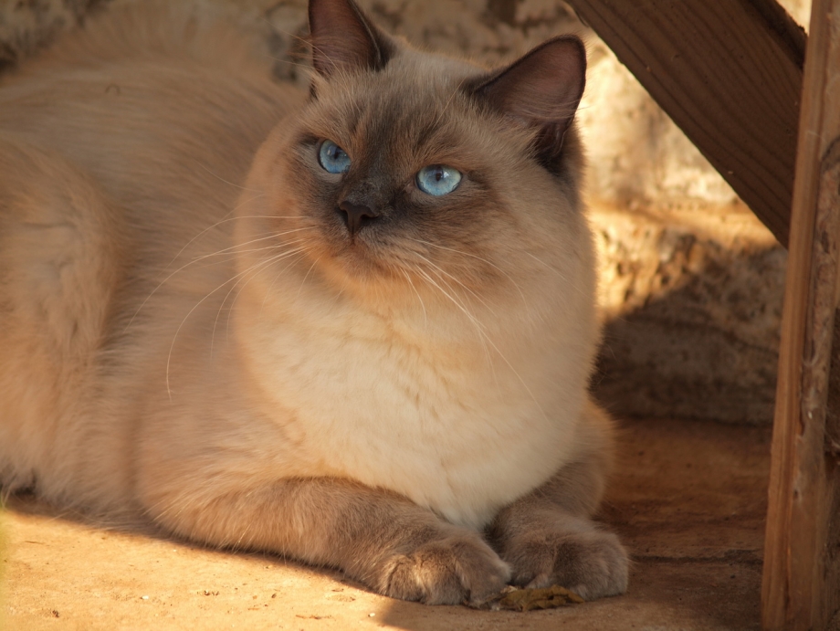 Кошка Блю Пойнт